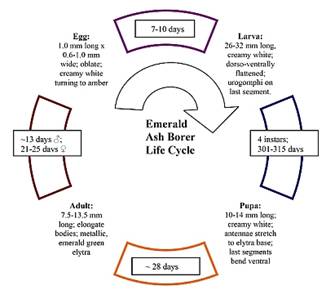 Emerald Ash Borer Life Cycle